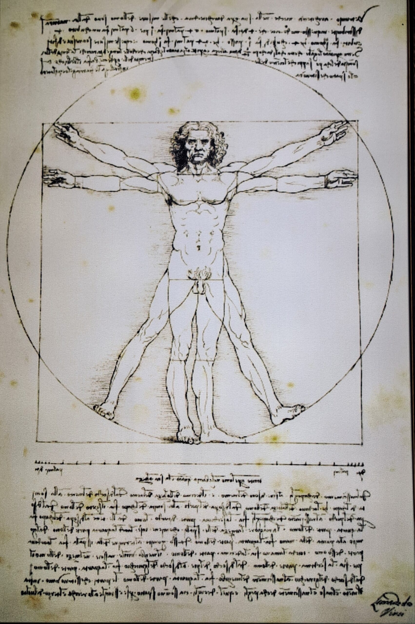 da Vinci, Βιτρούβιος